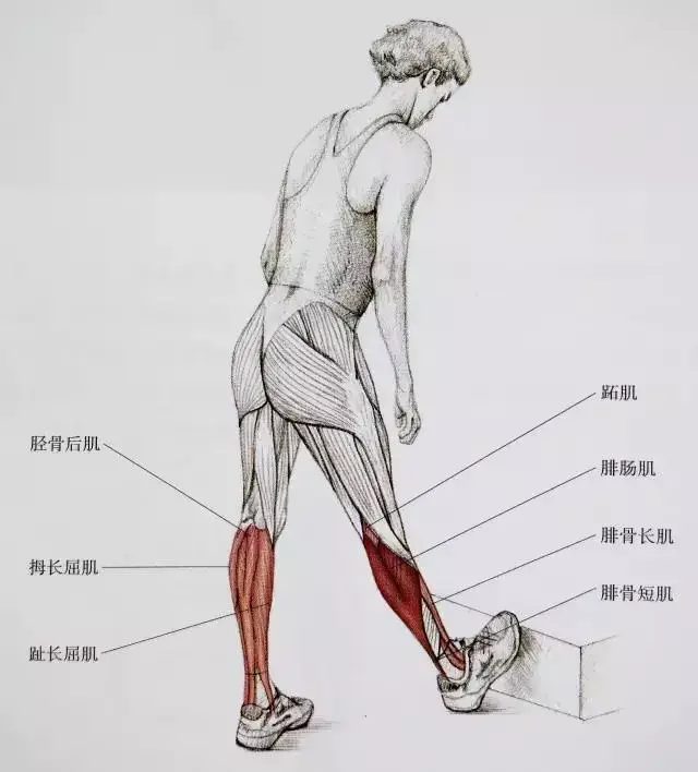 下面是小腿的肌肉结构图 可以简单了解换下