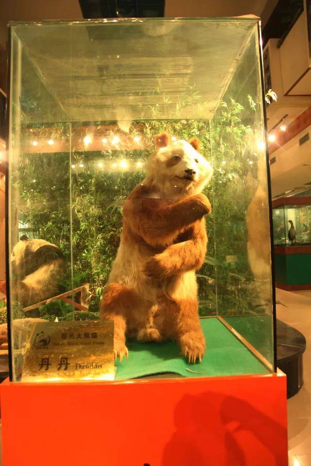 而第一次被发现的棕色大熊猫名叫"丹丹",当时被发现时生命垂危,经