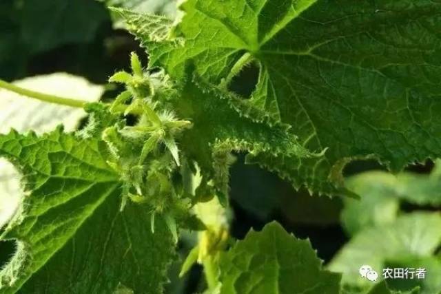 深度剖析清黄瓜"花打顶"!