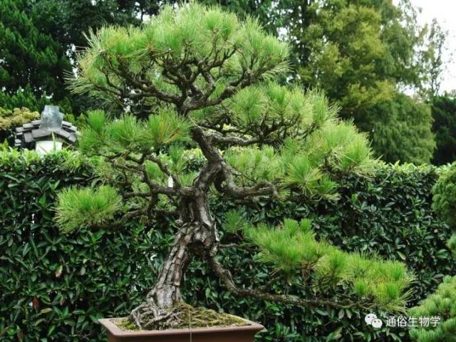 松树茸有什么作用 a4f6142793eb429b823312e6c5d7f34e.jpeg