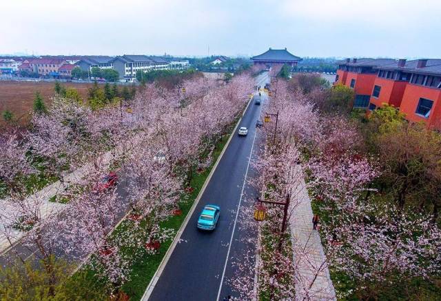 别忘了来甘泉樱花园,来宝应红山,扬州鉴真路