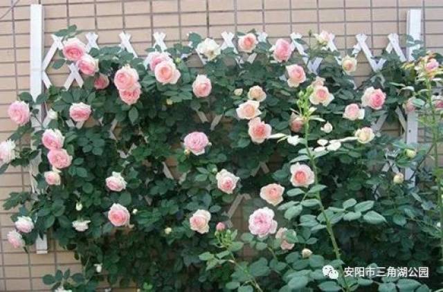 爬藤月季怎么搭架子 如何牵引