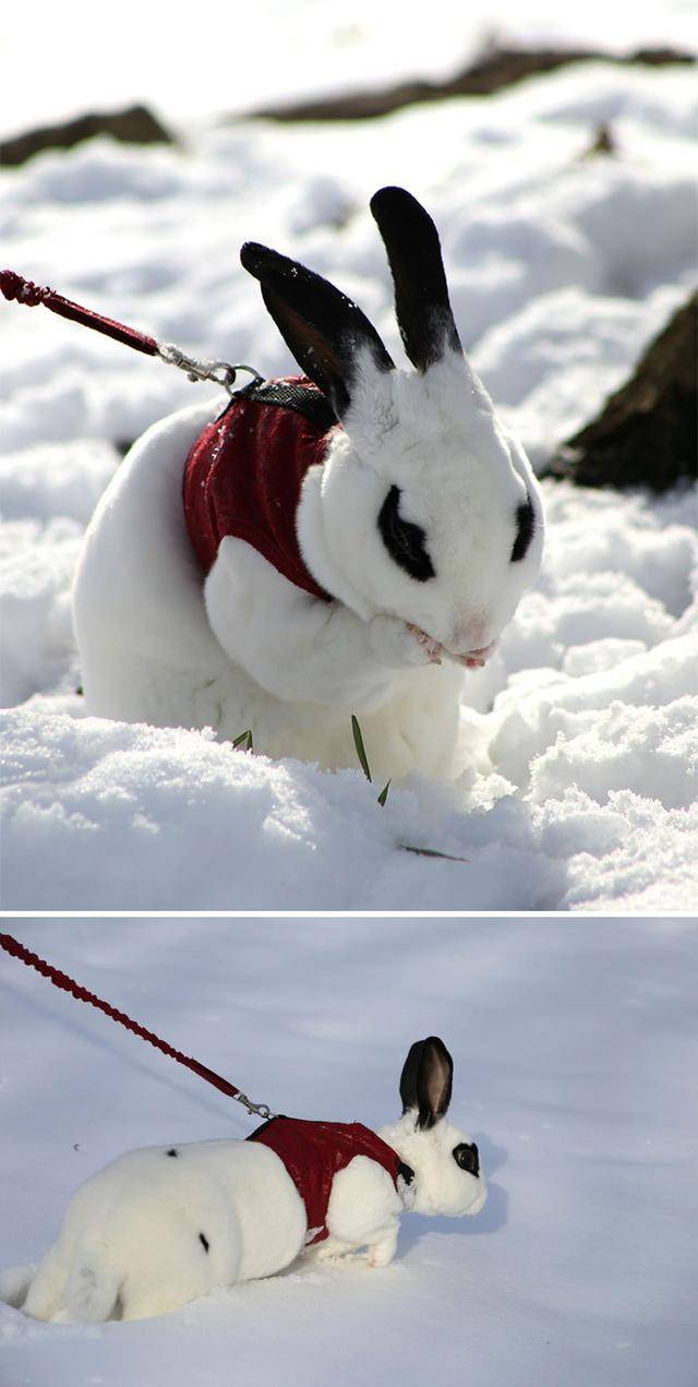 15第一次带兔子逛雪地