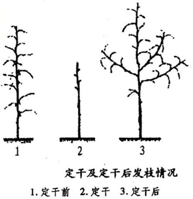 枣树栽培技术 幼树整形修剪技术_手机搜狐网