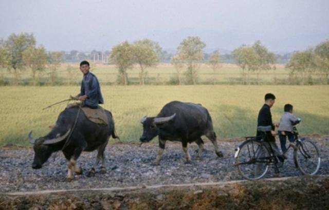那时候的小孩都是坐在牛背上或者是田边上一边放牛一边看书的,单车