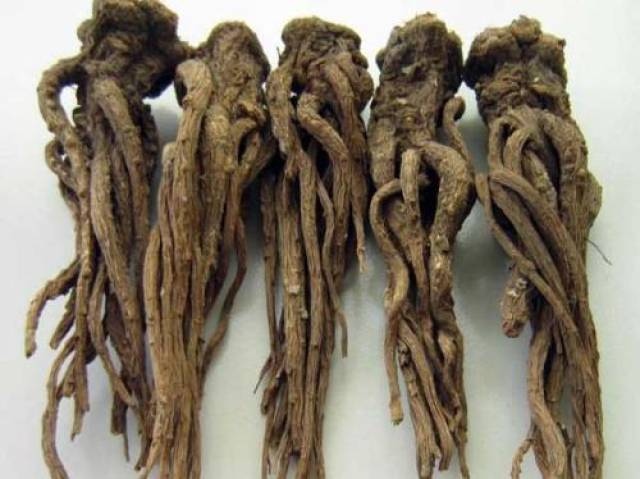 圣药当归 养血补虚袪斑 三类人忌吃