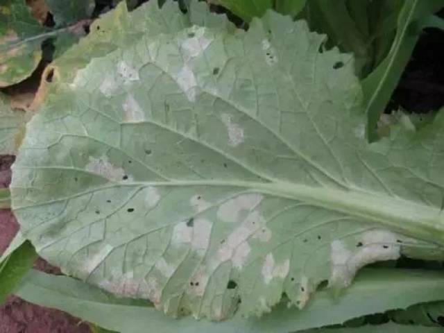 白菜霜霉病,正面产生黄色和褐色褪绿斑,背面产生白色霉层. 7.