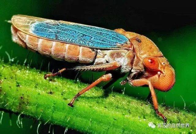 昆虫百态 | 带你虫眼看世界(一)