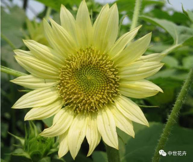 《中世花卉春季精选—2018最全向日葵品种集锦