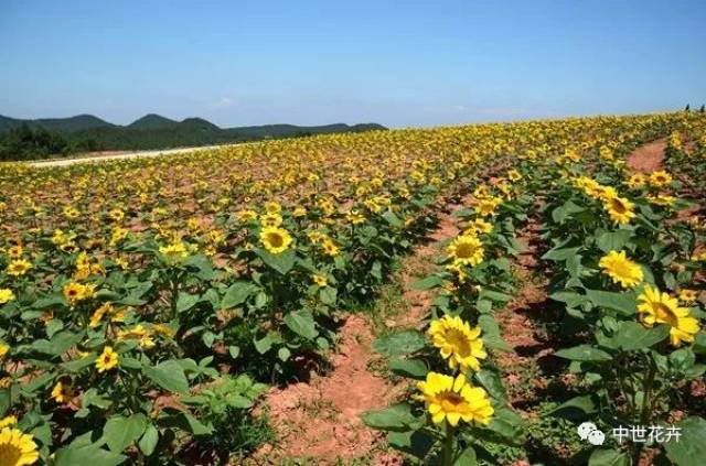 《中世花卉春季精选—2018最全向日葵品种集锦