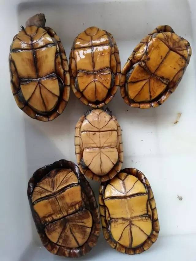 但神奇的是,虽然自然界一般都是雄性动物比较艳丽,但在红面龟这边据说