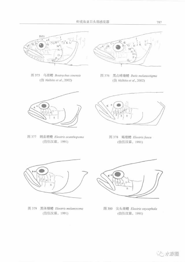 扒一扒虾虎鱼那些事儿,干货一本书给你|【水族圈低调分享】