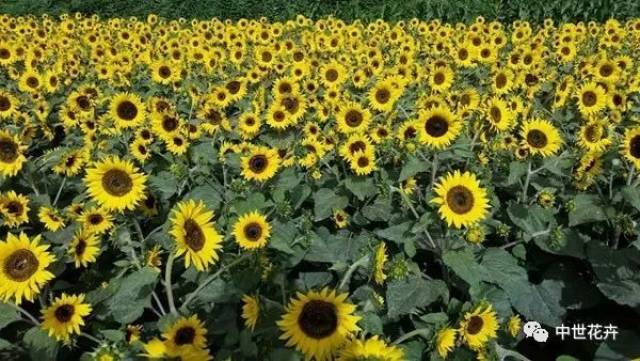 《中世花卉春季精选—2018最全向日葵品种集锦