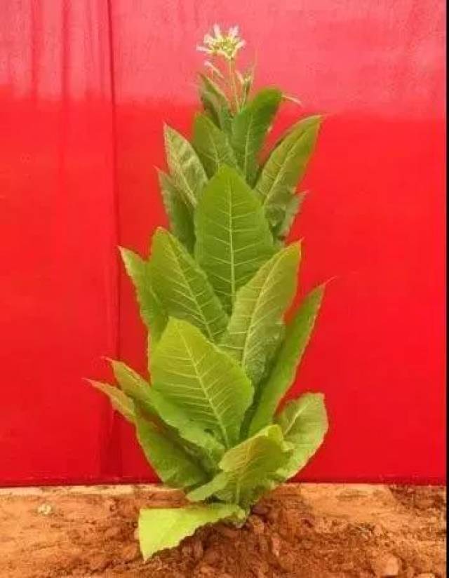 白肋烟产量第四
