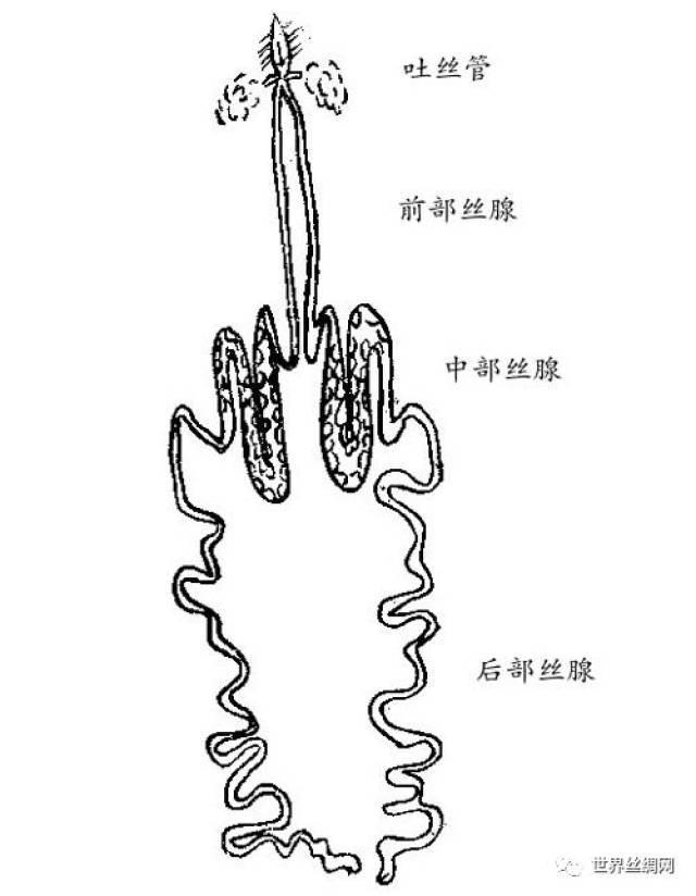 认识蚕丝蚕丝的由来