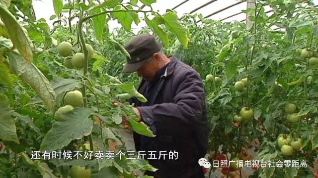西红柿价格低迷 农户销售犯难