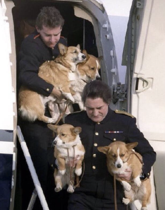 大部分都是柯基犬,也因此柯基犬被称为英国的王室"御用犬"