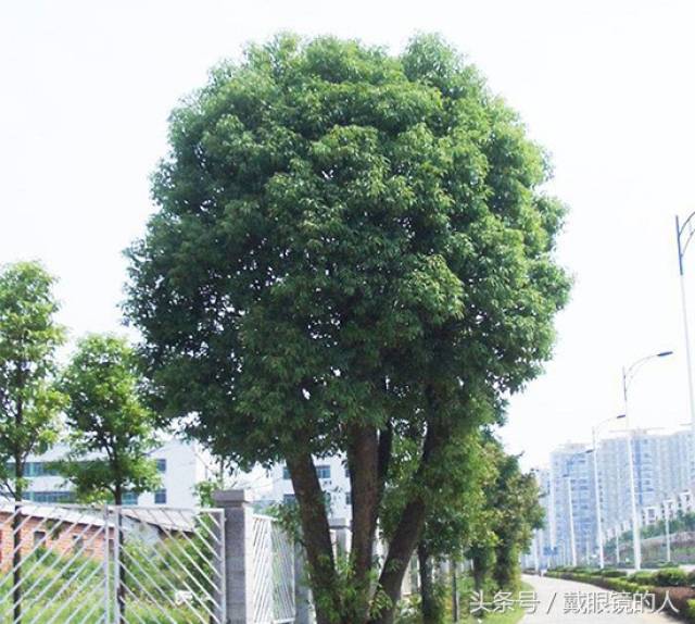 四川遂宁,内江,乐山,宜宾,南充,达州,雅安,广安的市花市树