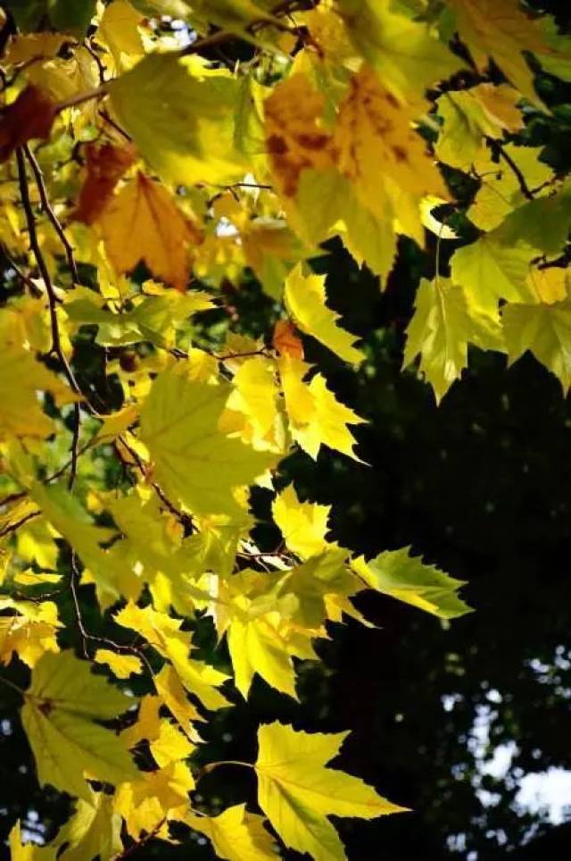 最美时刻:9月 / 十  月  秀 | 苑 | 路 | 法国梧桐树 / 最美时刻
