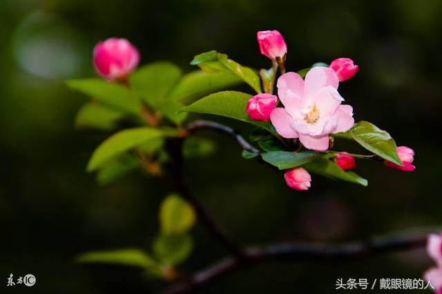 陕西宝鸡,渭南,咸阳,铜川,西安,汉中,安康的市花和市树