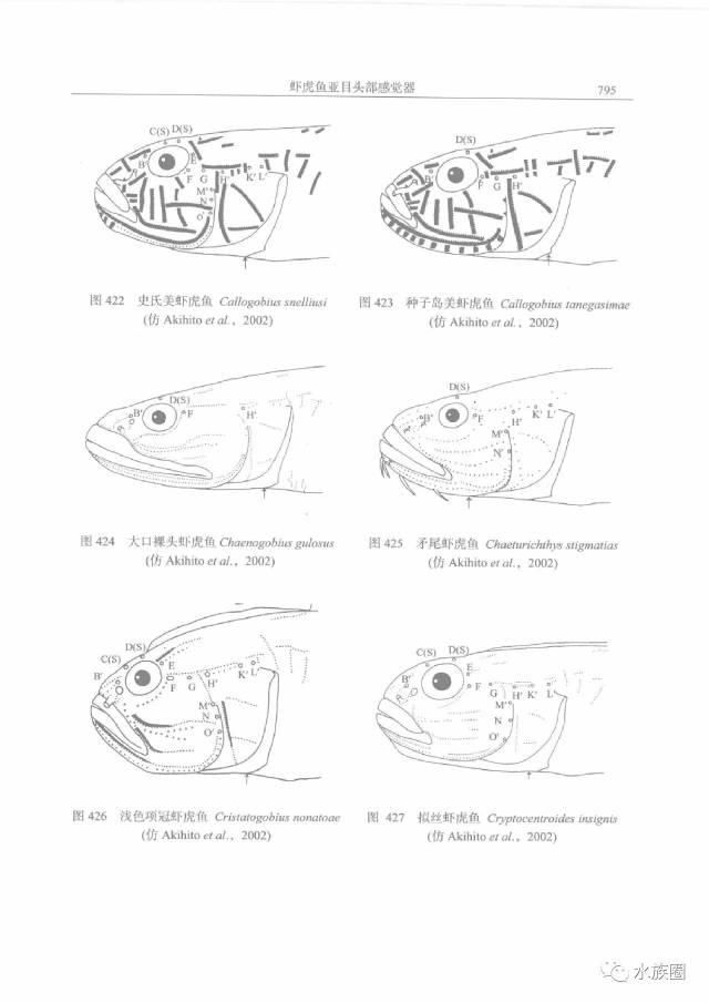 扒一扒虾虎鱼那些事儿,干货一本书给你|【水族圈低调分享】