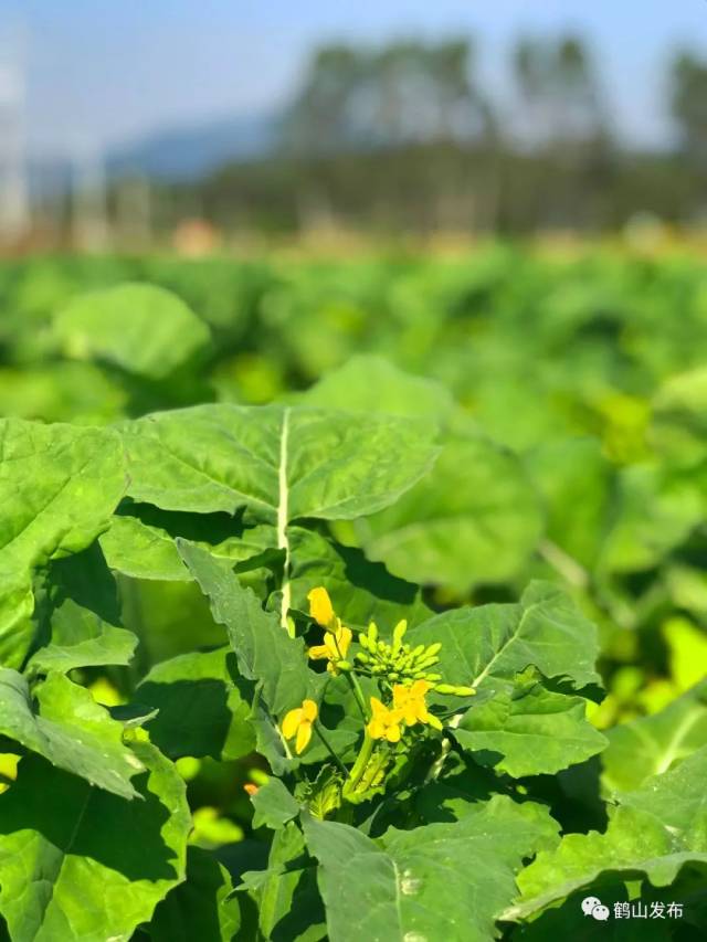 这个春天,230亩油菜花田在双合等着你!