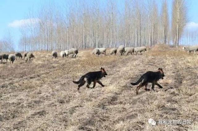 网友养了两只德牧会放羊,大显身手把别人家的羊全赶回