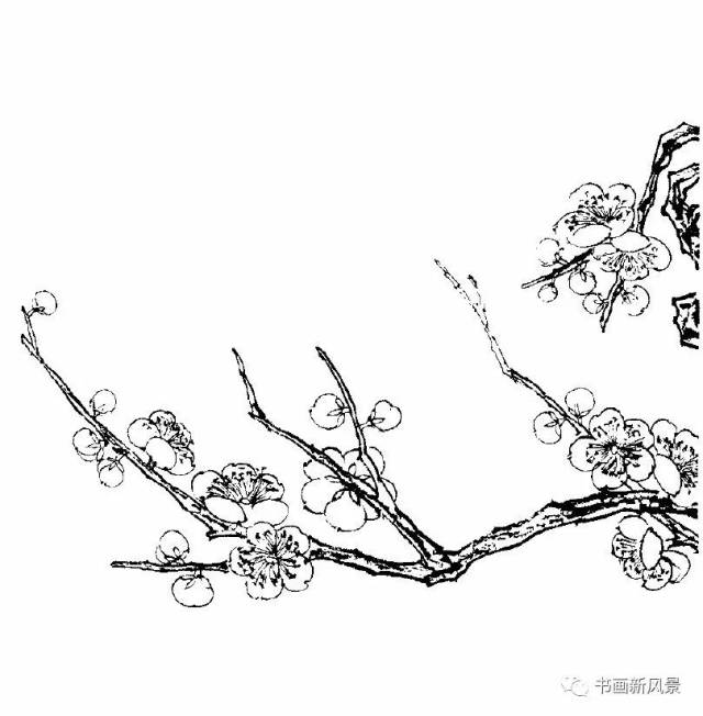 【每天教你学画画】梅花白描画谱! 老树虬枝,苍劲高洁