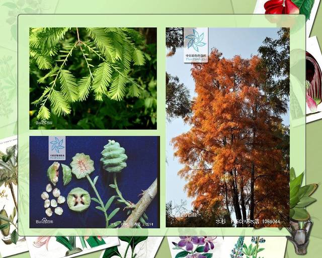 100种.常见园林植物图鉴(上篇)