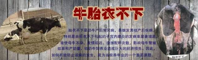 【技术】奶牛胎衣不下剥离手术禁忌