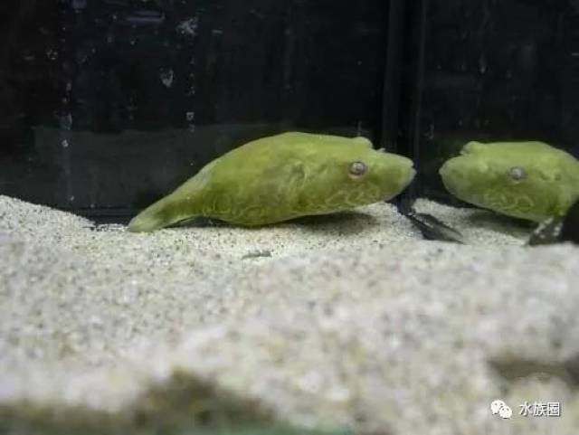 ▌蓝眼豹纹狗头