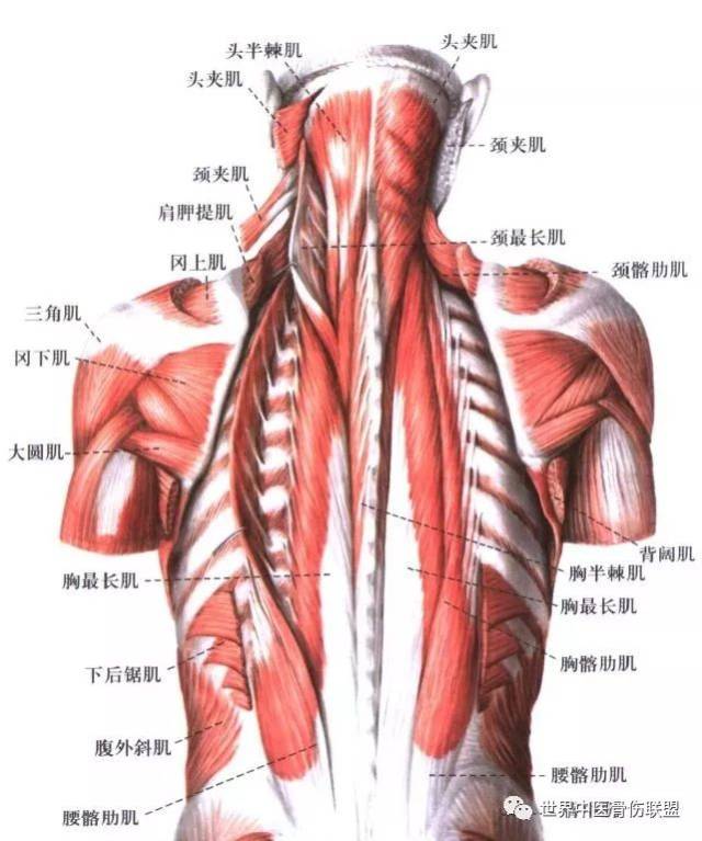 颈椎后部肌肉解剖