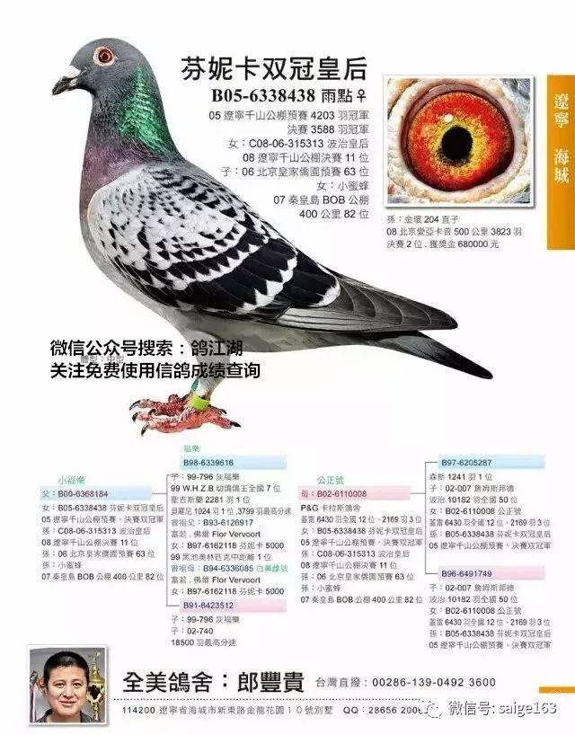 【赏鸽派】四十羽世界级名鸽,全被富豪收藏!