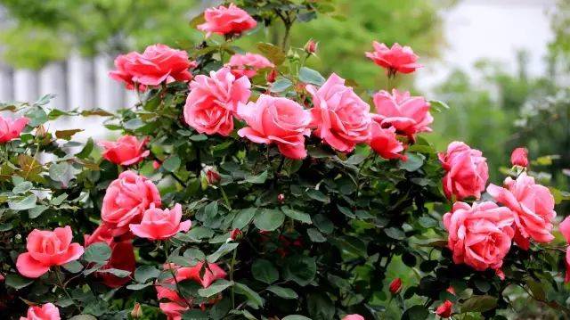 5种花期超长且非常好养的花 你养了几种呢?