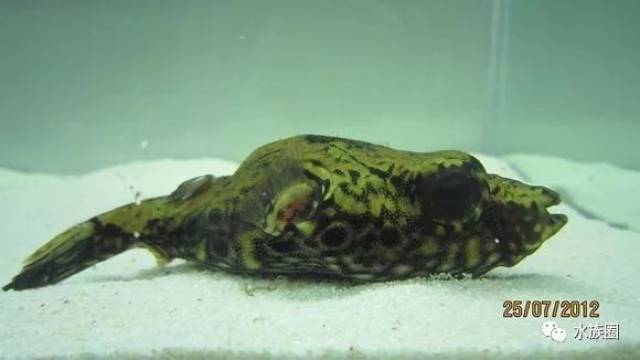 学名:tetraodon palembangensis 中文:麒麟狗头 英文: real