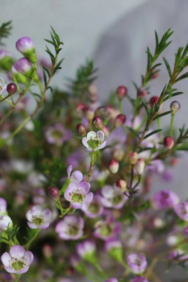 澳洲腊梅 柚子找了一圈,没见腊梅,梅花一类的鲜切花,倒是发现一种澳洲