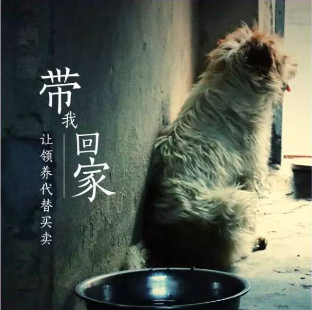 霞浦流浪狗免费领养,它们需要一个家!