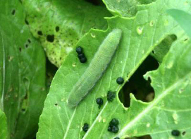常见蔬菜害虫:蓟马和菜青虫的识别与防治方法