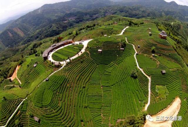 布央仙人山景区—不一样的侗寨茶园