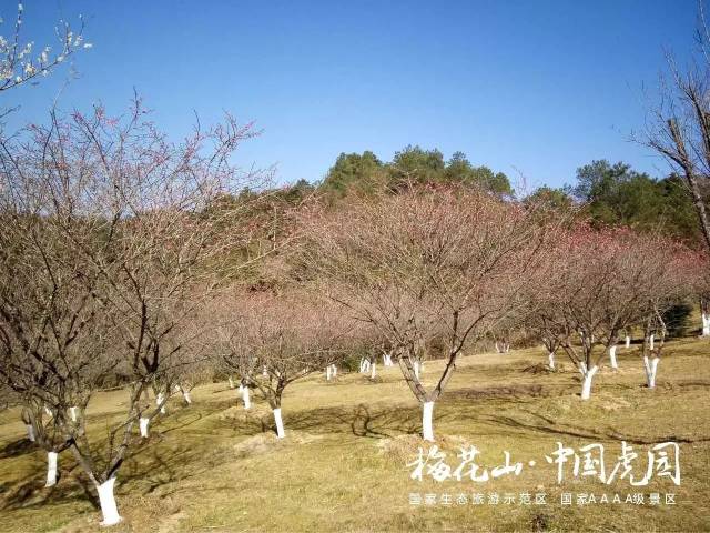 龙岩上杭的梅花山中国虎园,早在建园之初,便已开始种植梅花,如今漫山