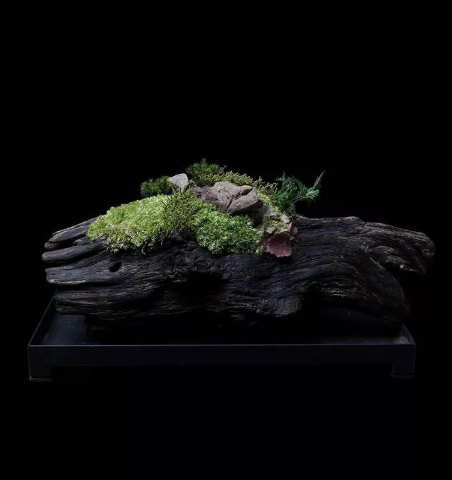 枯木逢春,苔藓添气.