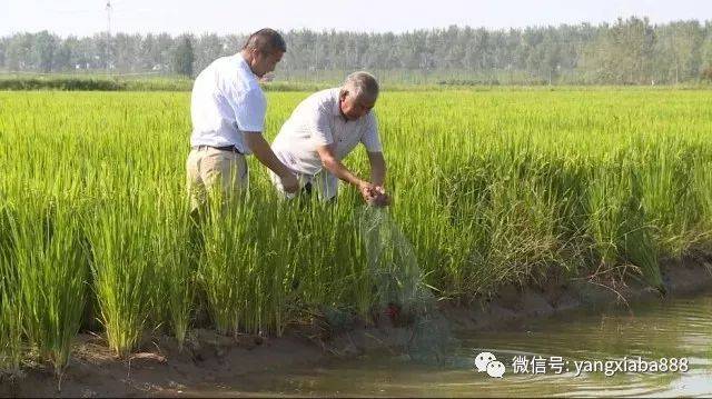 与虾为舞,虾稻共作模式成就"2017养殖最牛人!