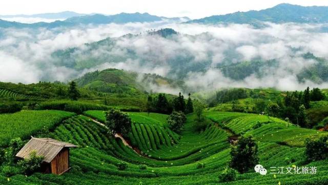 布央仙人山景区—不一样的侗寨茶园