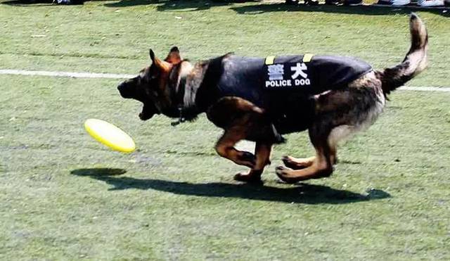 军用犬:有些国家专门设有军犬勋章;军犬,警犬,海关缉毒犬,机场火药