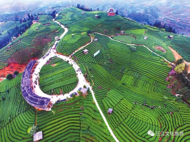 布央仙人山景区—不一样的侗寨茶园