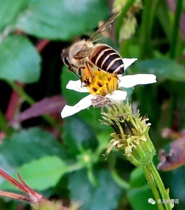 蜜蜂采花忙