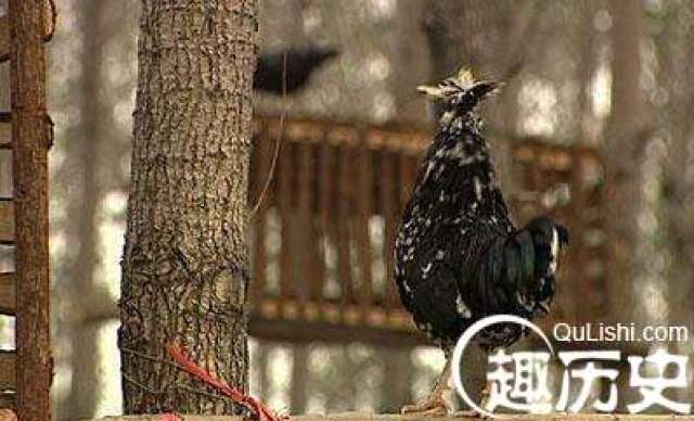 古今中外八大兔子参战蜜蜂:小小布艺竟成了攻动物趣闻手偶制作过程图片