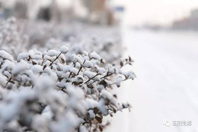 2018初雪,见证一场属于玉田的"风花雪月"!