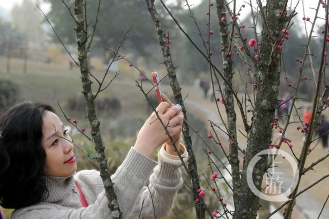 照母山森林公园梅花林,蜡梅开得正旺.