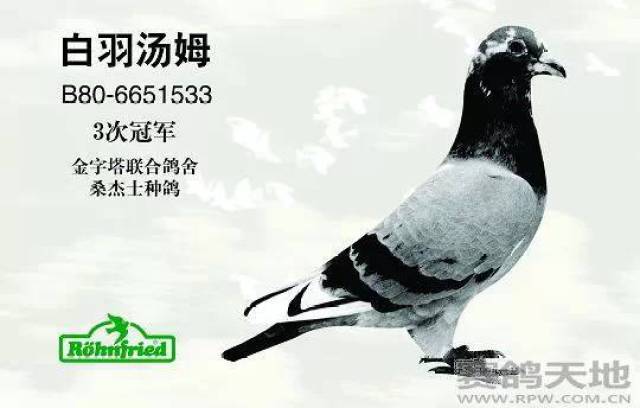【鸽经验】桑杰士鸽系(图)